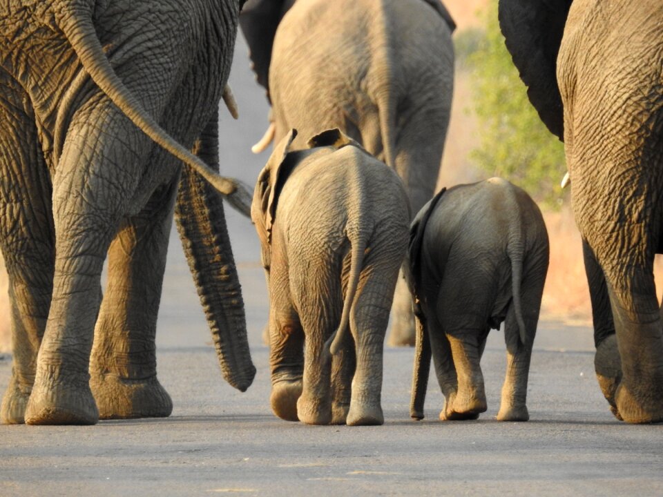 Nature cute elephant