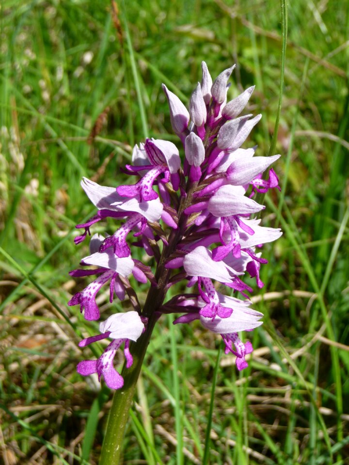 Protected plant widlblume nature conservation