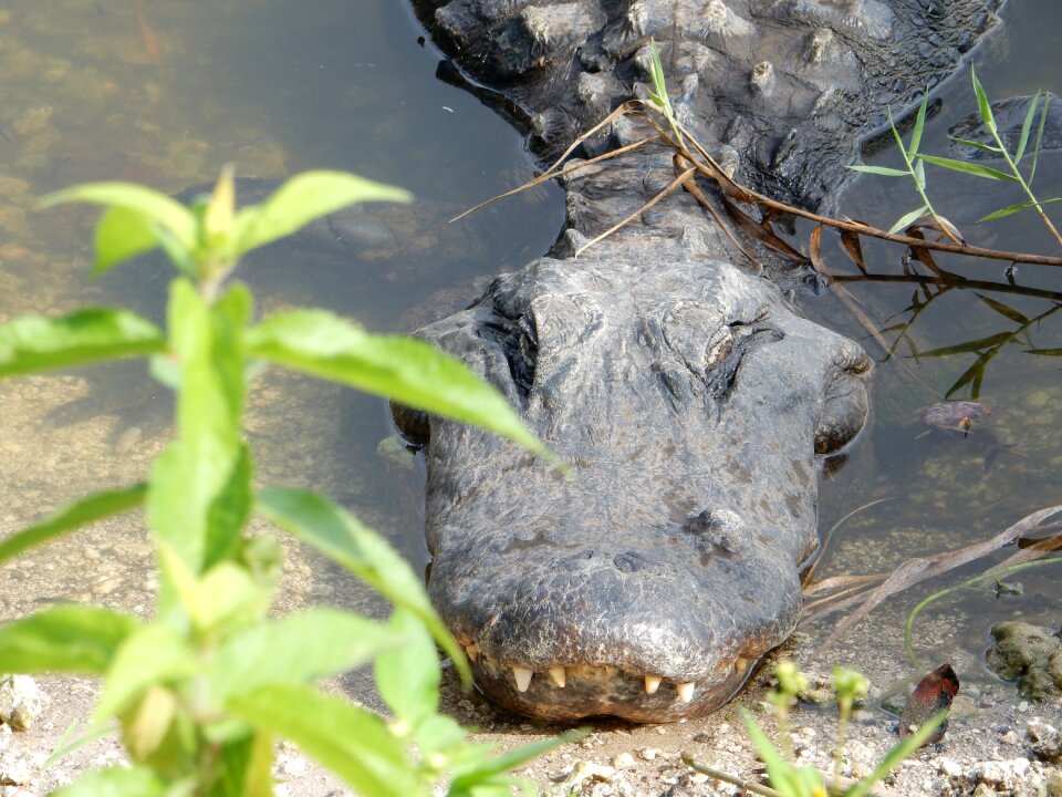 Crocodile summer nature