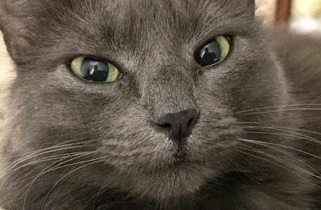Whiskers eyes furry