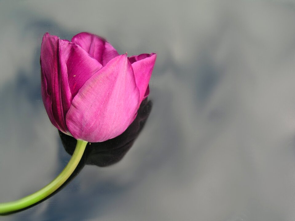 Flower spring