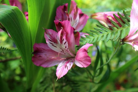 Green plants color pink flower photo