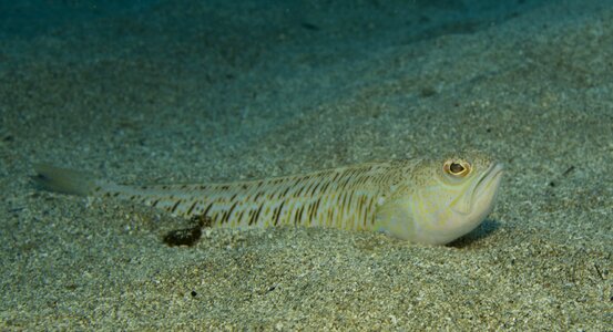 Nephropsgp algeria sea