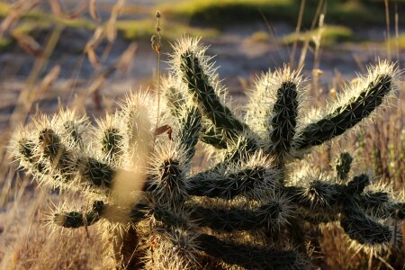 Thorns desert arid photo