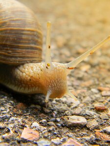 Nature snail shell spiral photo