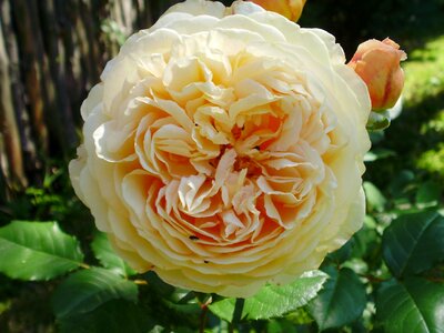 Beautiful flower plant