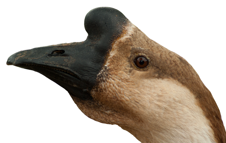 Animal bird close up