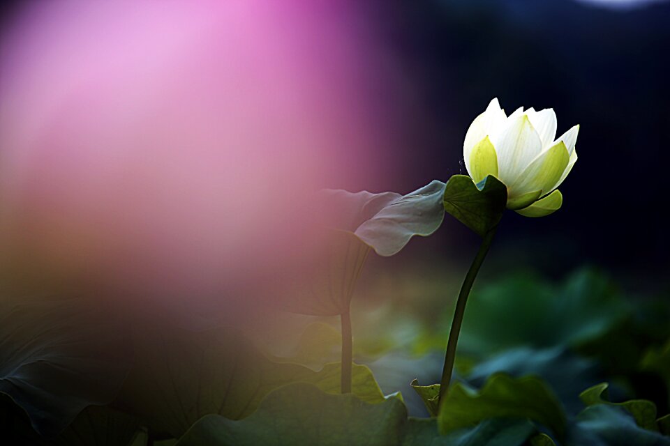 Lotus flowers kite