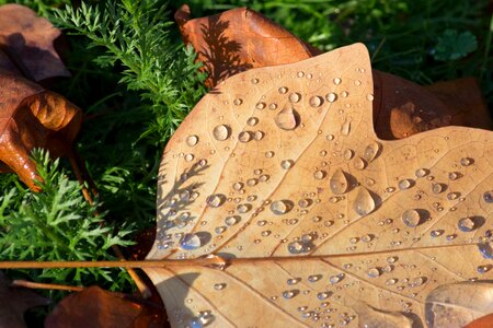 Leave leaves fall