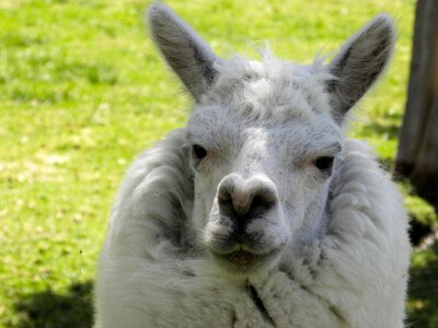 Andean animals peru fauna