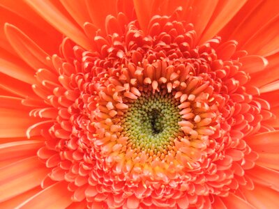 Garden gerbera spring garden