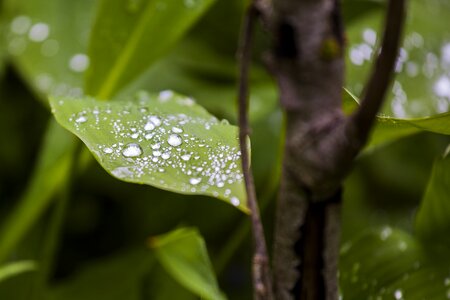 Forest countryside drop