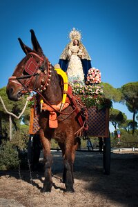 Horse festival sainte