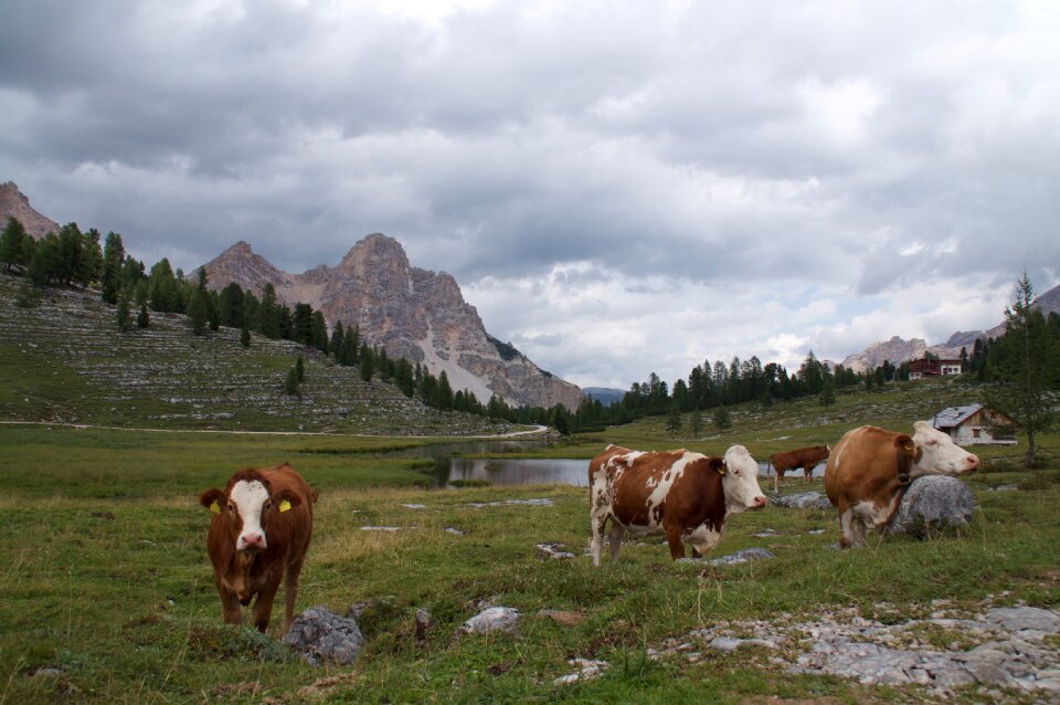 Gray mountain excursion