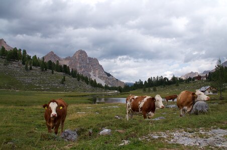 Gray mountain excursion