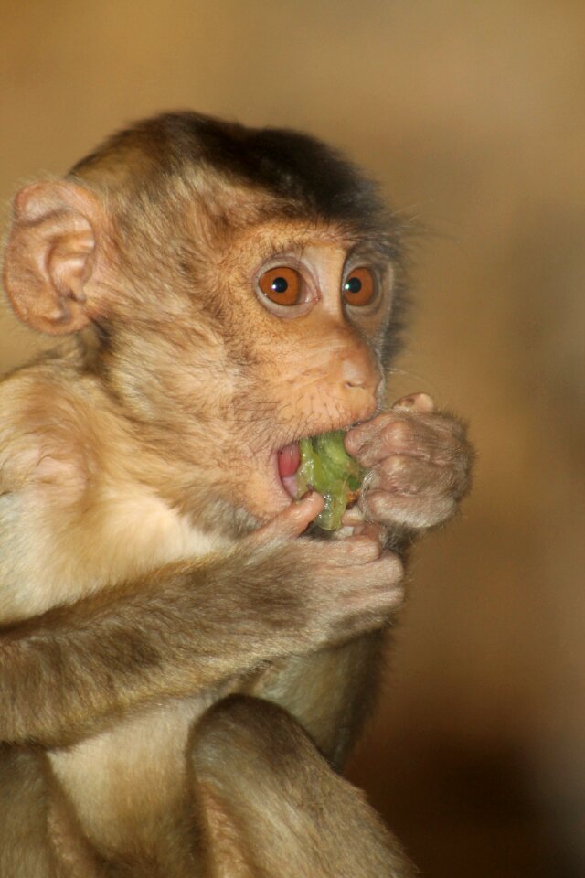 Animal world kiwi monkey eating