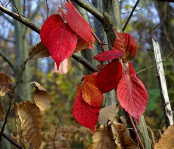 Fall leaves brambles
