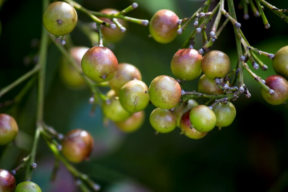 Green wild fruits plants