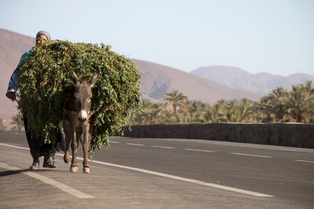 Woman donkey path