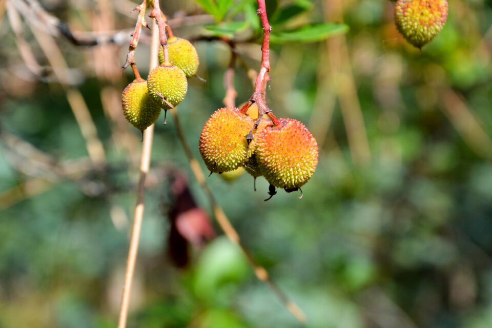 Green fruit close up