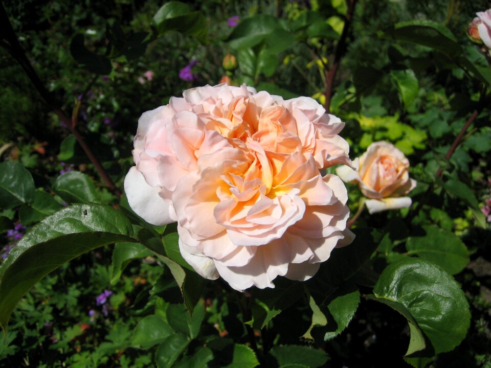 Nature shrub plant