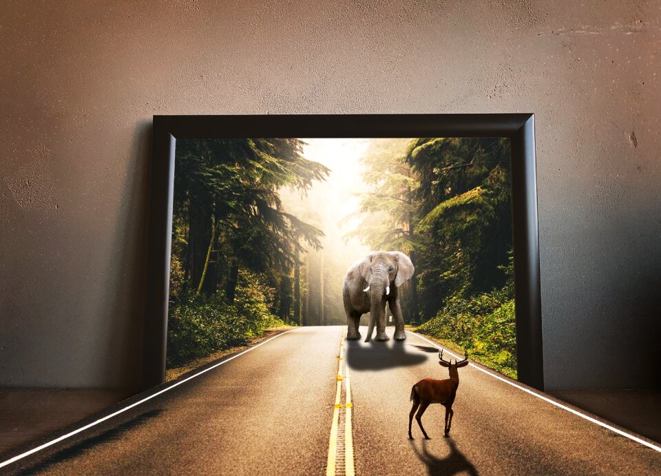 Animal delusion perspective