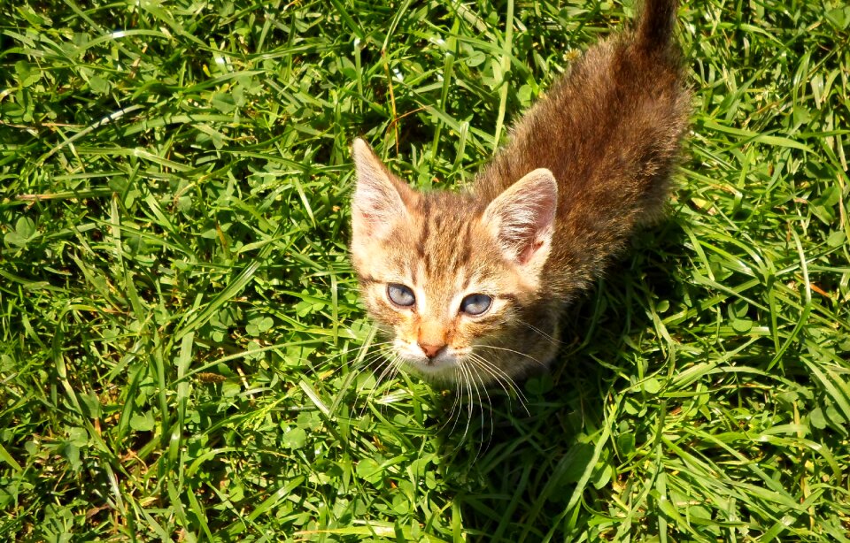 Pet nature friendly