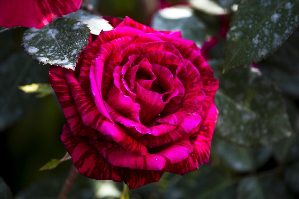 Flower pink purple nature