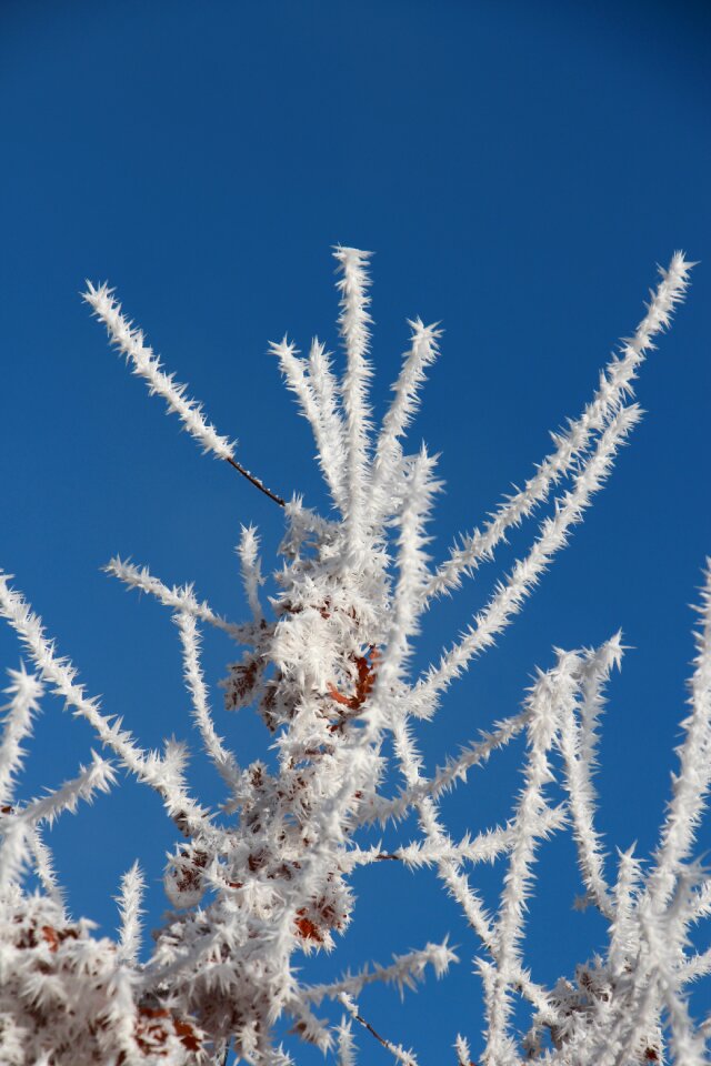 Cold iced hoarfrost
