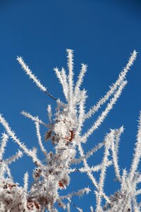 Cold iced hoarfrost photo