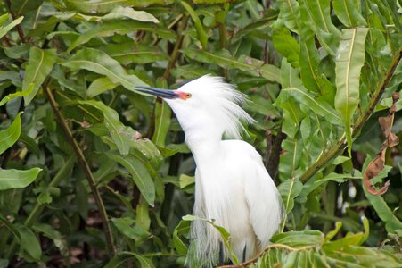 Heron bird photo