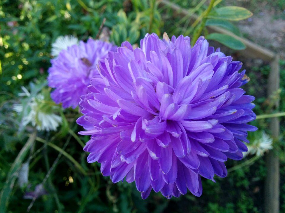 Garden flowers astra