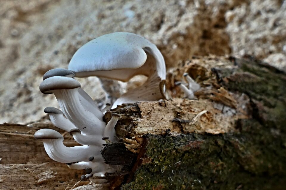 Tree nature mushrooms