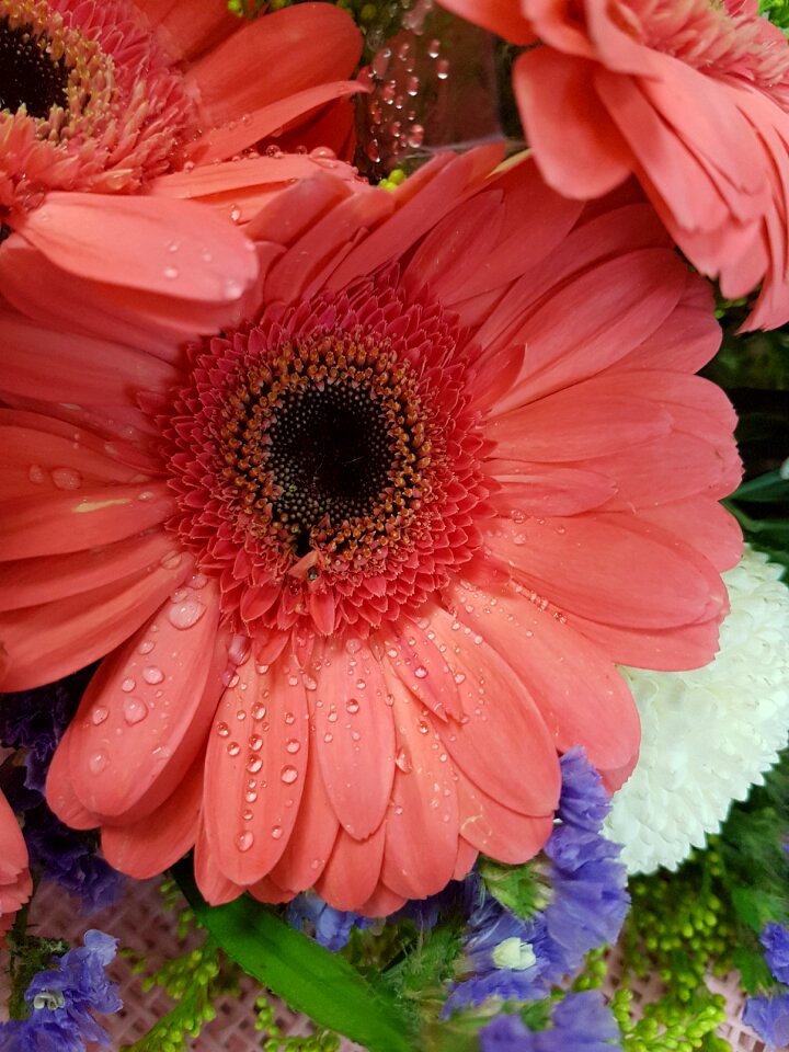 Nature garden plant