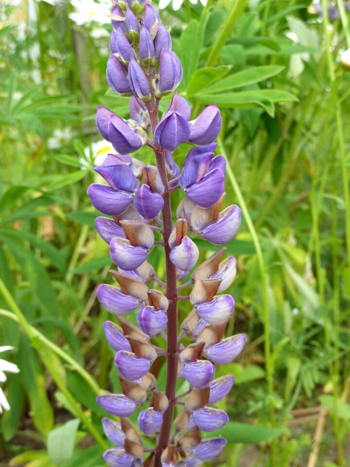 Violet flower garden lupine photo