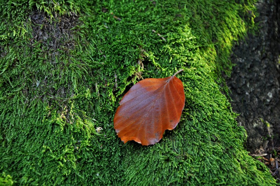 Closeup green nature photo