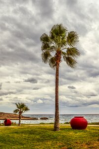 Autumn palm trees sky photo