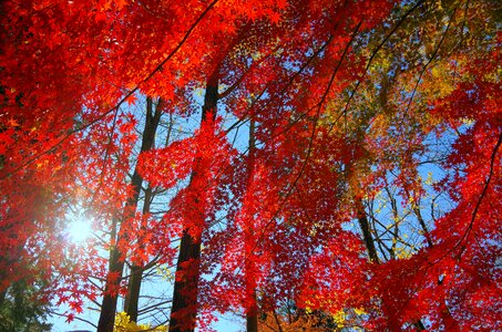 Japan fallen leaves leaf photo