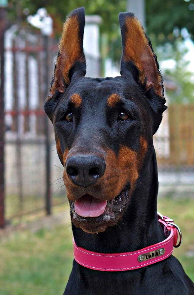 Pink collar dog facial