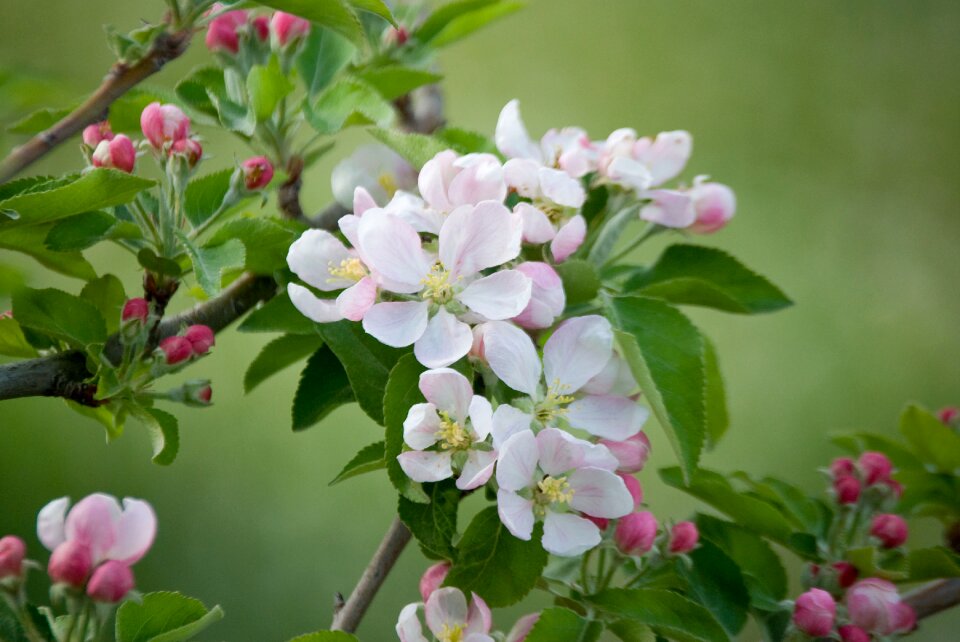 Tree antioxidants fruits