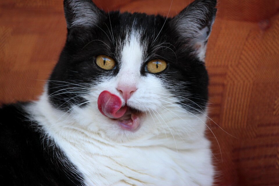 Cat tongue cat motif dessert