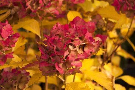Hydrangea nature autumn flowers photo