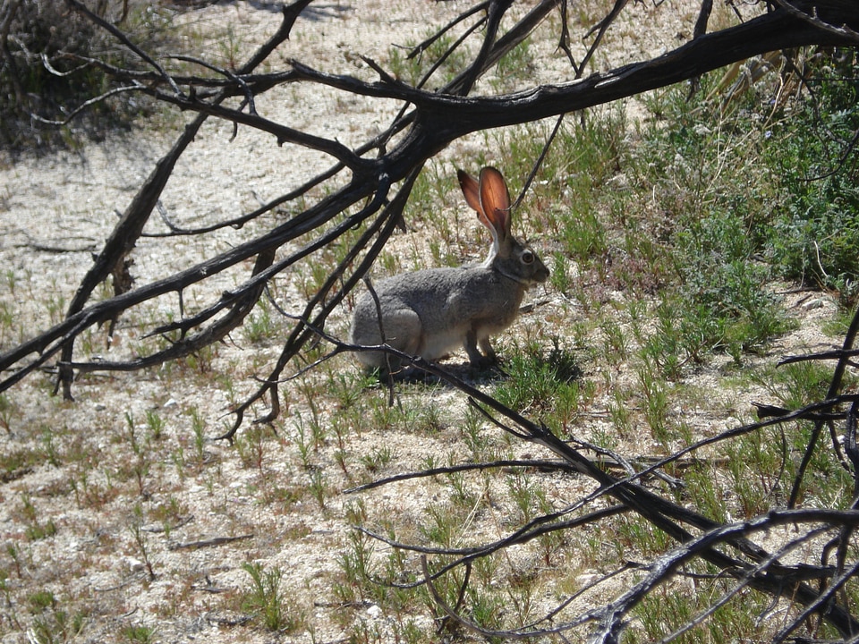 Animal hare wildlife