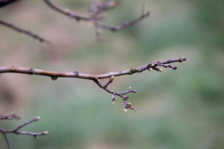 Spring awakening bud spring photo