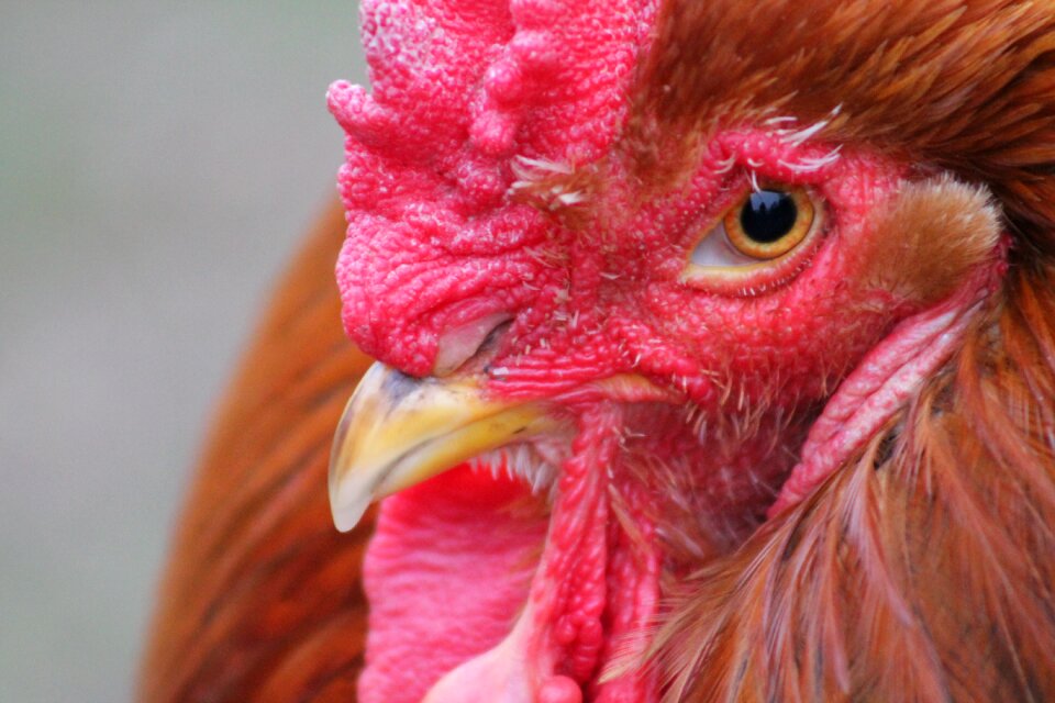 Beautiful animal bird