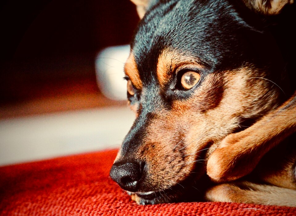 Muzzle sweetness loyalty