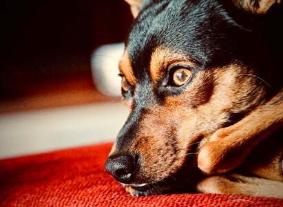 Muzzle sweetness loyalty