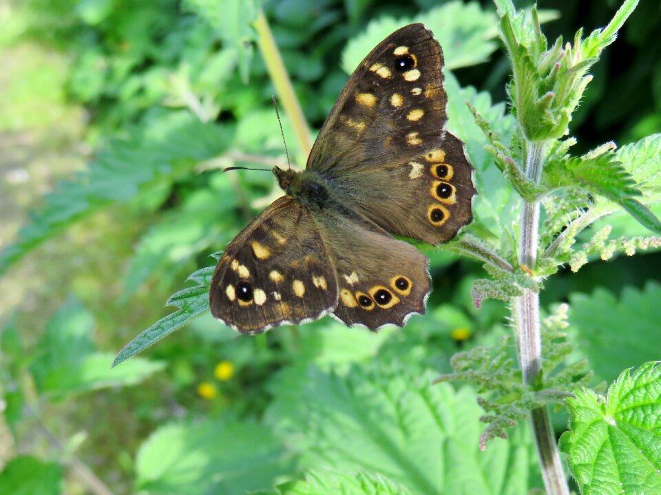 Nature butterflies brown