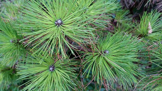 Pine needles conifer pine branch photo