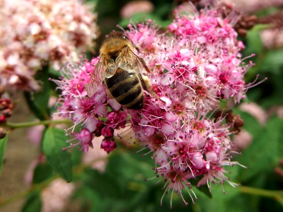 Bush flower pollination